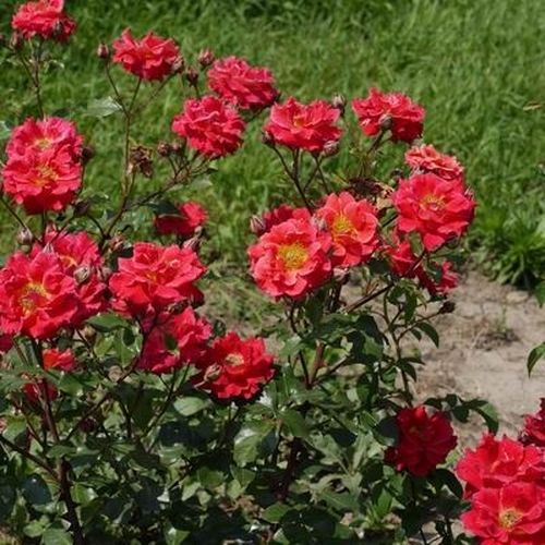 Naranja-rojo - Árbol de Rosas Floribunda - rosal de pie alto- forma de corona tupida